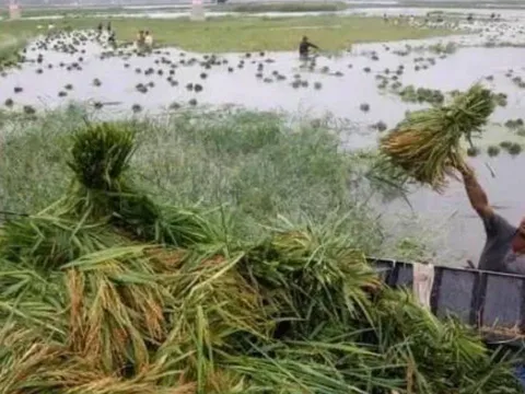 Ngày mùng 6 tháng 6 âm lịch sợ mưa: Lý do người xưa kiêng kỵ, điềm báo gì nếu trời đổ mưa?