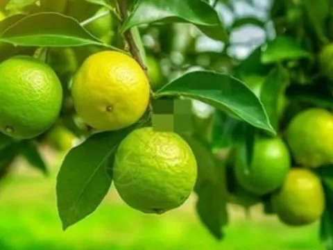 Tổ tiên dạy: Trong nhà có 2 loại cây này, dù không giàu sang vẫn đầy phúc lộc