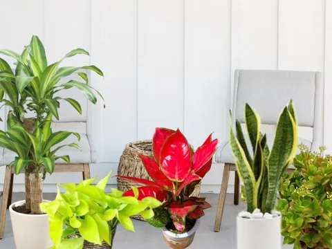 7 cây cảnh dễ trồng lại Thu Hút Thần Tài, đặt đúng vị trí thì cải thiện phong thủy, tài lộc tới tấp