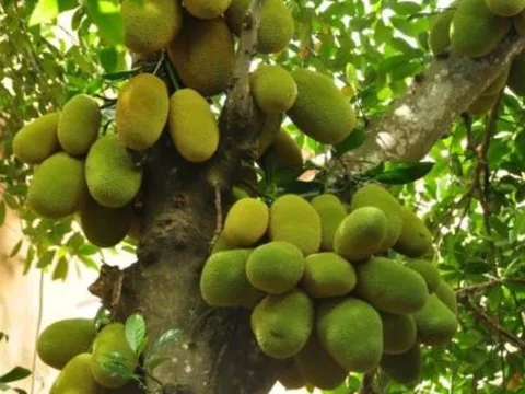 Cảnh báo: Đừng chặt 4 loại cây này trong vườn kẻo 'mất lộc, tán tài'