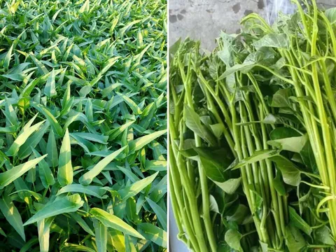 Chuyên gia cảnh báo: Ăn sống những loại rau này rất dễ nhiễm sán