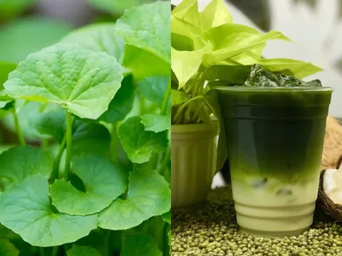 Rau má – rau dại mộc mạc mà “quý như vàng” giúp thanh nhiệt, dưỡng gan, giải nhiệt ngày hè