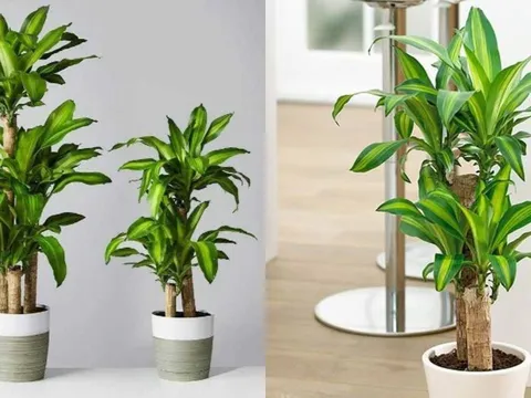 Trồng cây Thiết Mộc Lan thu hút tài lộc nhưng rất kỵ với người này, cẩn trọng để không rước xui xẻo