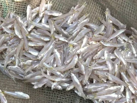 6 loại cá tự nhiên giá rẻ bổ dưỡng như nhân sâm, tổ yến: Gặp là mua ngay kẻo hết