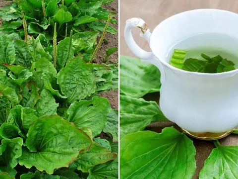 Cây mã đề mọc hoang khắp nơi lại là vị thuốc quý: Có 7 bài thuốc từ cây mã đề, ai cũng nên biết