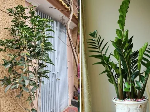 Nhà trồng 5 cây Tiền vơi lại đầy, Phúc - Lộc vô tận, là cây nào?