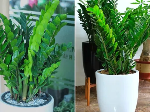 Loại nước tốt nhất cho cây kim tiền, mỗi tuần tưới 1 lần, chồi non mọc lên tua tủa