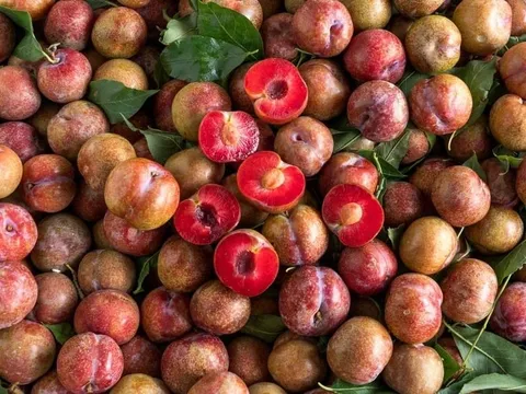Mẹo bảo quản quả mận tươi lâu, giòn cả tháng không phải ai cũng biết