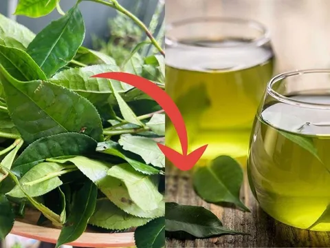 Mẹo pha trà tươi: Nước xanh, không chát, để lâu không bị đỏ nước