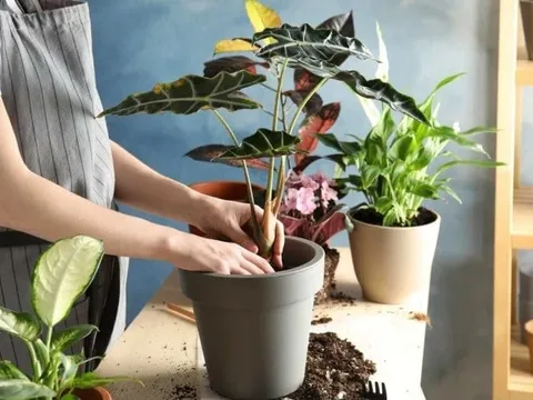 5 thứ phá tan Đại Vận, giữ cố trong nhà vợ chồng tối ngày cãi vã