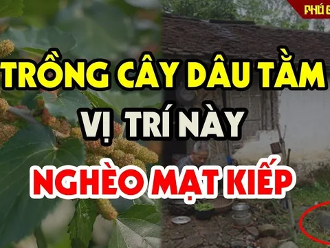 Cây âm mọc trước cửa, cây càng xanh tốt người càng khánh kiệt, là cây gì?