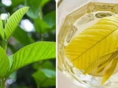 Uống nước lá ổi chữa tiểu đường mỗi ngày có hiệu quả không? Bác sĩ Bạch Mai cảnh báo sai lầm
