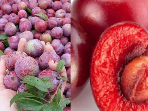Ăn Mận đừng vứt Hạt, hóa ra chúng là vị thuốc quý