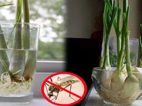 Đặt nắm lá này trong phòng muỗi sợ không dám vo ve, cả nhà yên tâm mà ngủ