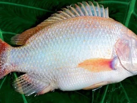 Gặp 6 loại cá này ở chợ phải mua ngay: Cá tự nhiên giá rẻ, bổ hơn cả tổ yến nhân sâm