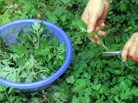 Ngải cứu không chỉ là rau mà còn là thuốc: 4 cách dùng ngải cứu tốt cho sức khỏe
