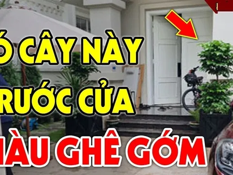 5 cây trồng vào nhà nào nhà đấy không giàu cũng No Nê Lộc, là cây gì?