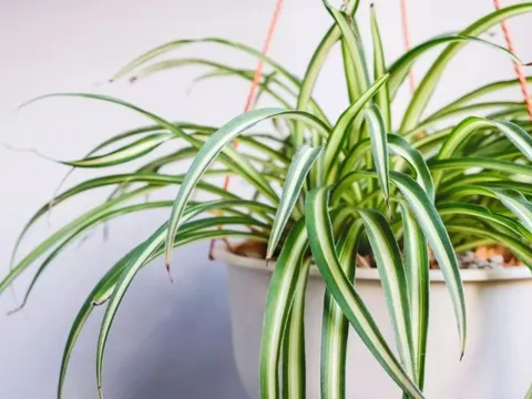 7 loại cây cảnh phong thủy để trong phòng ngủ giúp bạn có giấc ngủ ngon hơn