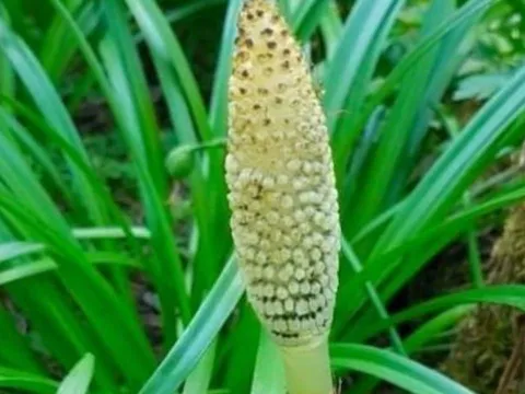 Cây dại giá 280.000/kg, từng bị coi là cỏ hoang nay thành 'nhân sâm làng quê'