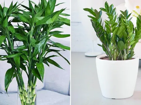 Đặt 4 loại cây phong thủy này trong phòng khách, gia chủ vận đỏ như son, tiền vào như nước