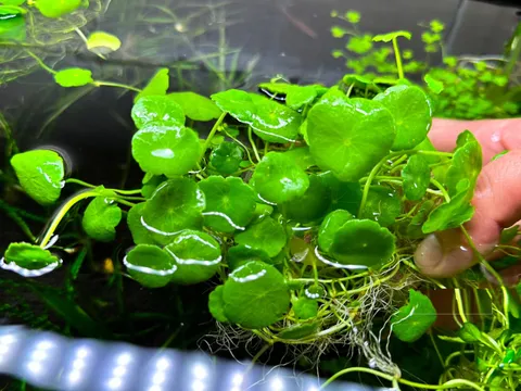 Loại rau mọc đầy bờ ruộng, hái về ăn mát gan thải độc, nhiều người nhổ bỏ không biết