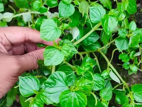 Nghề lạ: Trồng cây mọc trên hàng rào, 45 ngày thu về tiền triệu