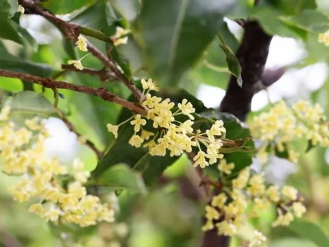 Trồng cây này trước nhà như có hũ vàng, Thu hút tiền thật, đón rước quý nhân lại hợp cả 5 mệnh