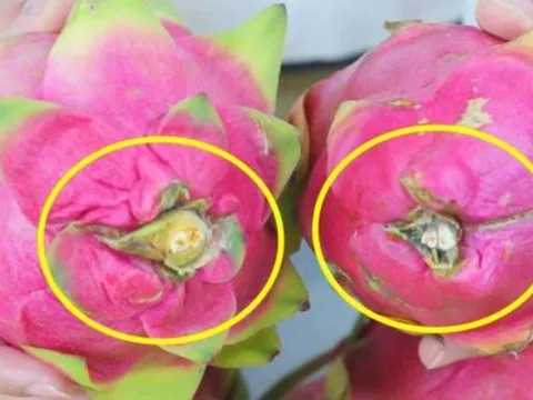 Mẹo chọn thanh long ngọt lịm: Nhớ 5 điểm này, không bao giờ mua nhầm