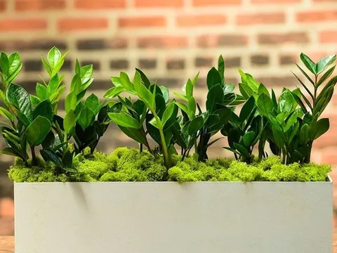 Trồng cây kim tiền: 3 đại kỵ nên tránh để cây luôn xanh tốt, chiêu tài, vượng khí quanh năm