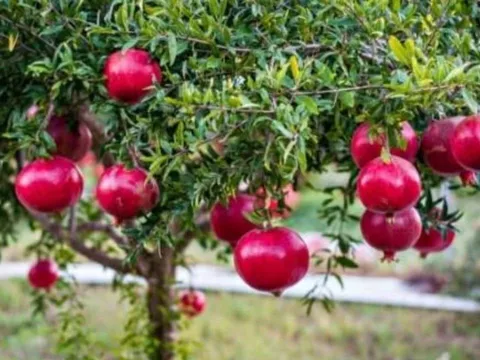 6 loại cây ăn quả trồng quanh nhà càng lâu càng phát tài, hút lộc về cho gia chủ, càng trồng càng vượng