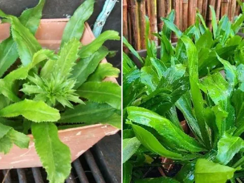 Mẹo trồng rau mùi tàu (ngò gai) lá to, xanh mướt, tha hồ có rau ăn quanh năm