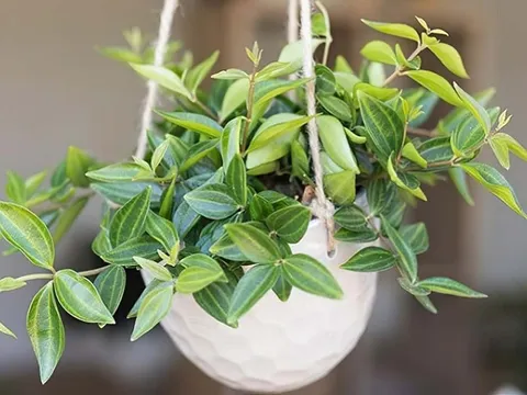 6 loại cây phong thủy giúp dưỡng người, trấn trạch, mang lại may mắn và bình an