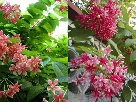 Ý nghĩa và lưu ý khi trồng hoa sử quân tử: Loài hoa đẹp, thơm, phong thủy tốt nhưng cần cẩn trọng
