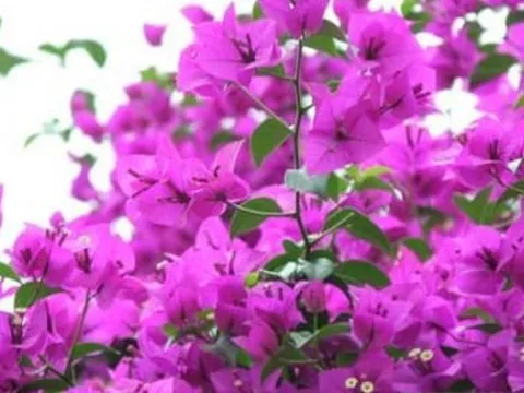 Bí quyết cắt hoa giấy đúng cách: ra rễ nhanh, nảy mầm khỏe, hoa nở liên tục