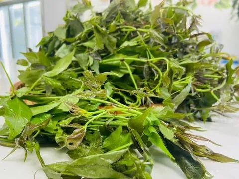 Rau ngũ bì hương, loài rau được ví như "nhân sâm rừng" bổ dưỡng, khử phong thấp, cường gân cốt, bổ gan thận