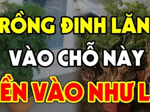 Trồng cây đinh lăng cứ đặt vào 2 chỗ này: Hút cả tài lộc lẫn sức khoẻ, giải trừ tà khí