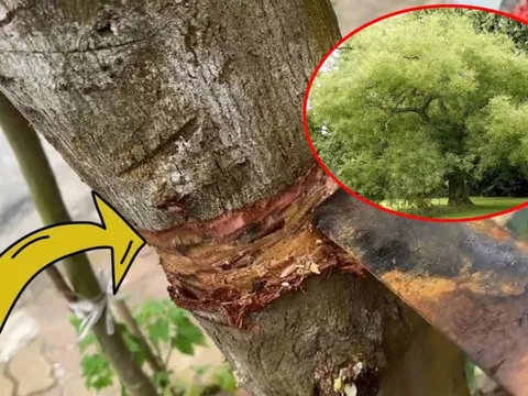 4 loại cây trồng ở nhà nào nhà đó không đau ốm hao tài, khánh kiệt