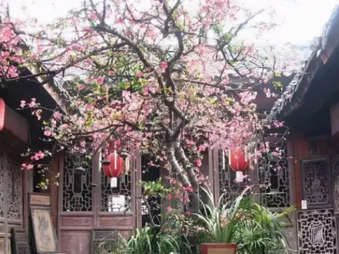 Các cụ dặn: 3 loại cây là “thần tài trong vườn nhà”, trồng 1 cây gia đạo hưng thịnh, tiền bạc rủng rỉnh