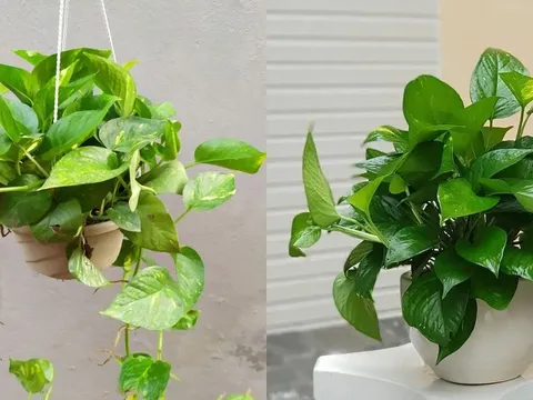 Loại cây được mệnh danh là máy lọc không khí, hút sạch 80% khí độc mỗi ngày
