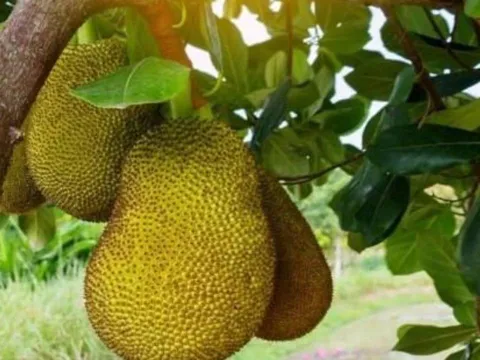 Vì sao không nên trồng cây mít trước nhà? Tổ tiên dặn kỹ, người kinh doanh càng phải tránh!