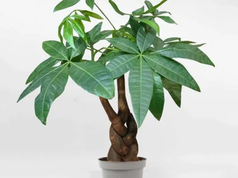 6 loại cây cảnh may mắn, tài lộc và thịnh vượng cho người mệnh Mộc