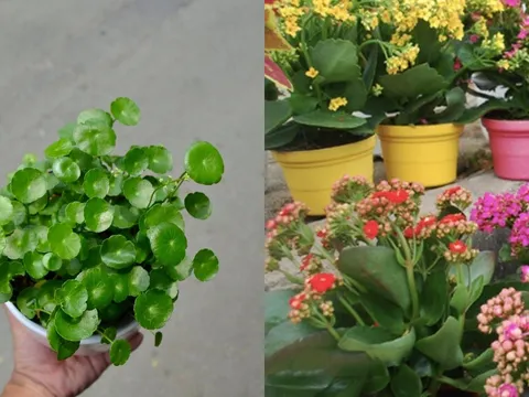 6 loại cây phong thủy trồng trong nhà, tài lộc ùn ùn kéo tới