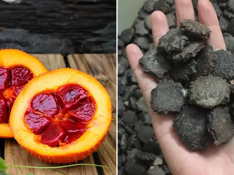 Các bài thuốc quý từ hạt gấc