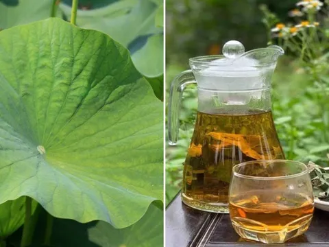 Lấy lá sen đun nước uống, cơ thể nhận được 4 lợi ích tuyệt vời