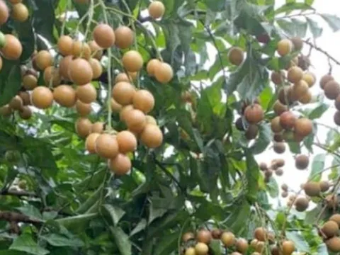 Loại quả vàng óng gây sốt mùa hè: Vừa ngon ngọt giá rẻ, vừa là vị thuốc quý dân gian ít ai ngờ tới