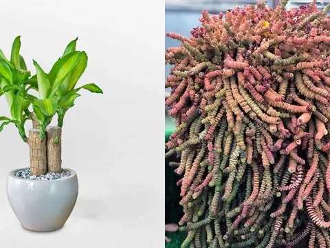 3 loại cây cảnh có tên mang ý nghĩa 'tiền tài', càng trồng càng vượng khí - tiền vào như nước