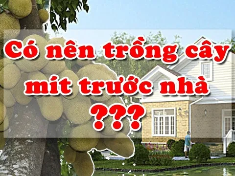 Không trồng cây mít trước nhà, ai buôn bán càng phải nhớ kĩ