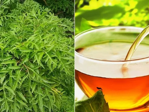 Lấy lá đinh lăng đun nước uống, cơ thể nhận được lợi ích gì?