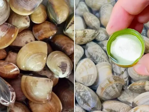 Ngâm ngao đừng dùng nước lã, thêm vài giọt này, ngao nhả cát cực nhanh