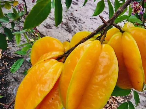 Người xưa nói trồng cây khế trước nhà gia đình khỏe mạnh may mắn, nhất là người tuổi này rất hợp cây khế